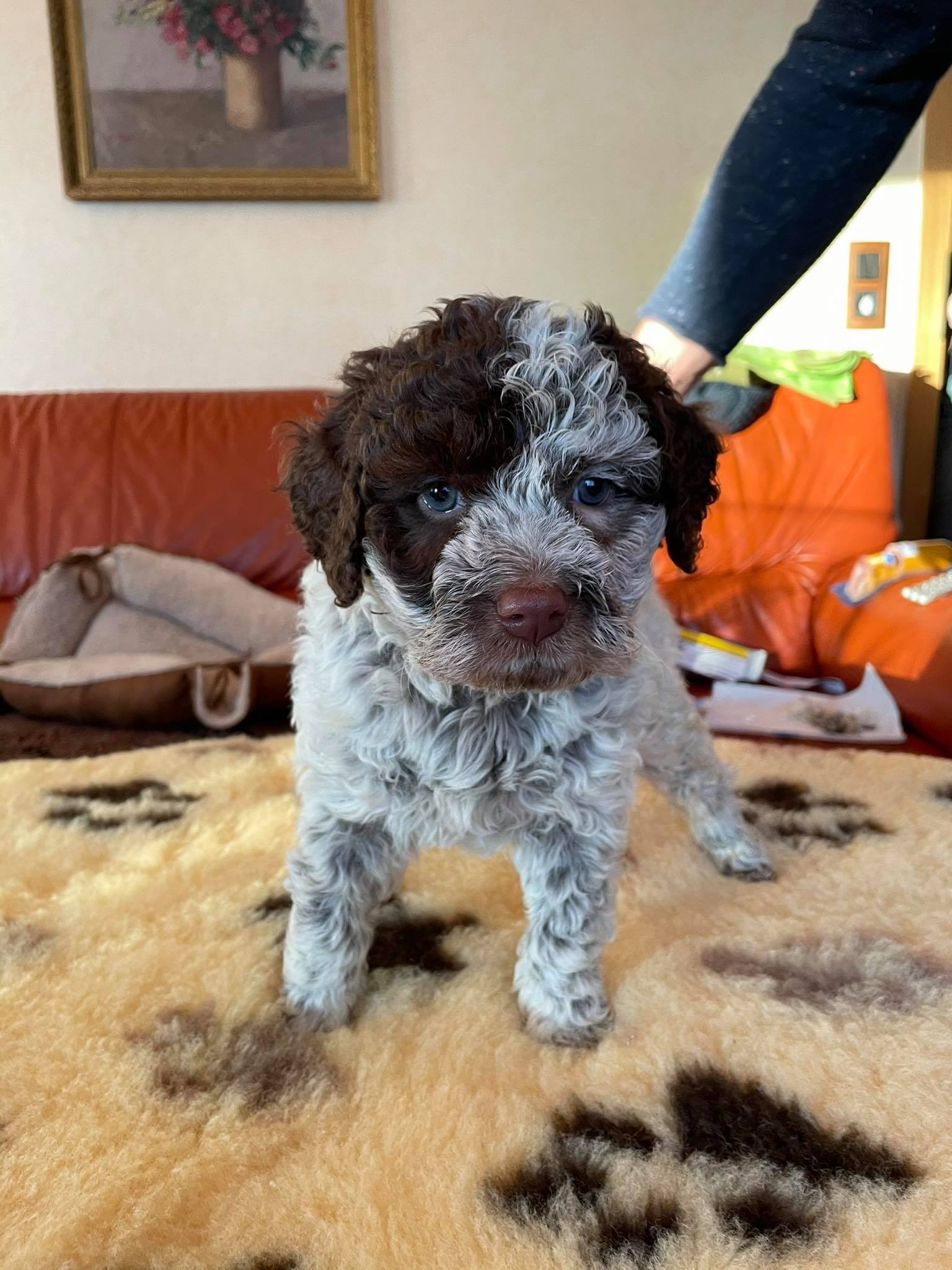 Antonio